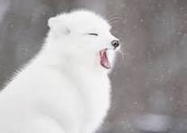 ARCTIC FOXES in the Snow