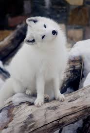 Adorable Foxes To Fall Hopeless ...